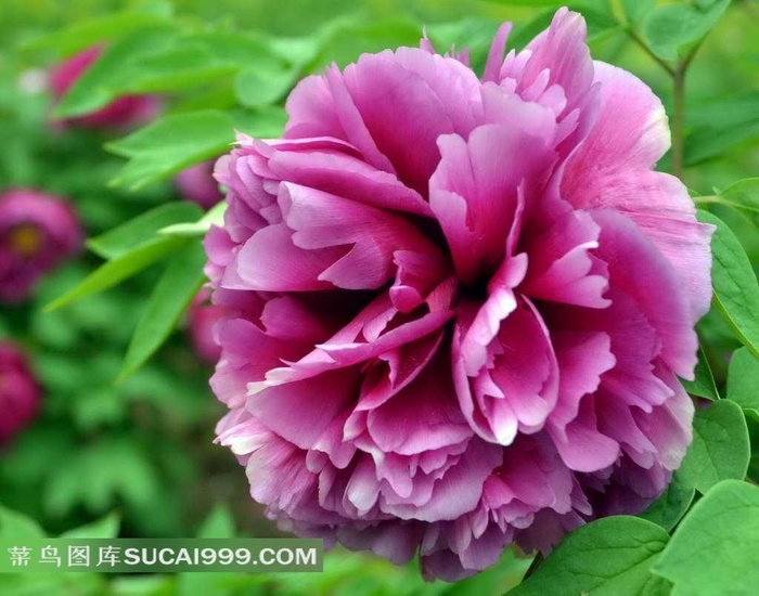 富贵风流牡丹花写真图