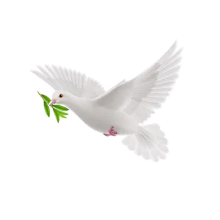白色给是手绘素材免扣鸽子衔草