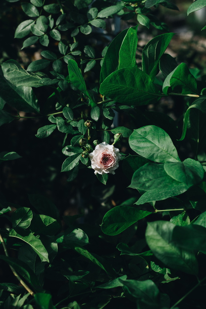 高清粉色玫瑰花朵图片