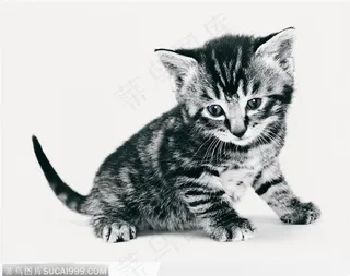 宠物猫（半蹲）