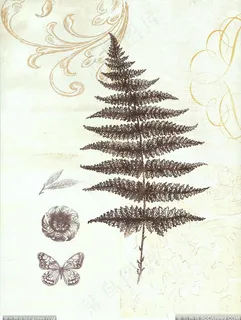 手绘植物树枝插画 手绘植物树枝插画