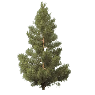 圣诞树免扣png 