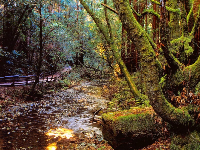 树林风景 