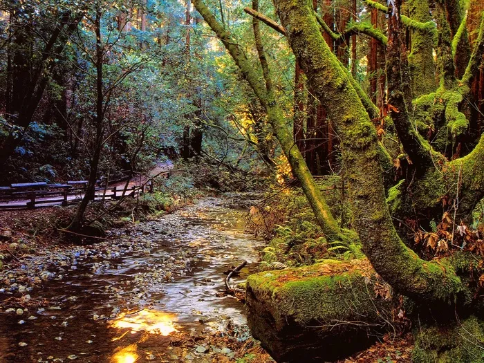 树林风景 