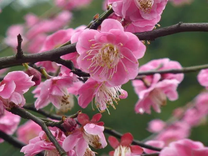 梅花盛开素材图片 梅花盛开素材图片