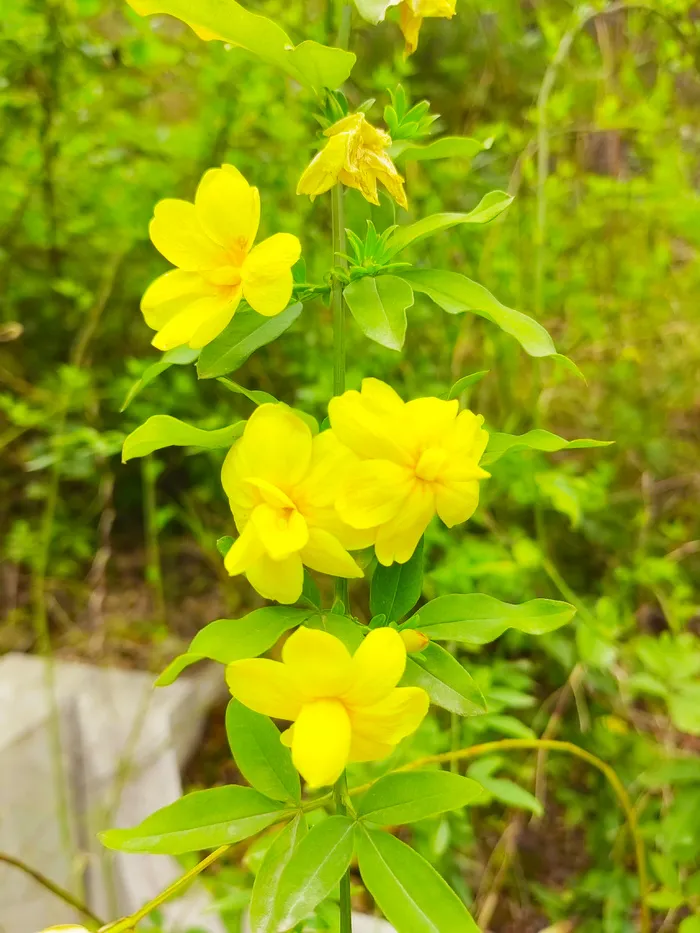 黄色迎春花