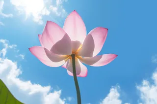 天空下盛开的莲花，uhd 图像风格，蓝绿色和粉红色，中国朋克，蔡司 batis 18mm f/2.8，摄影图