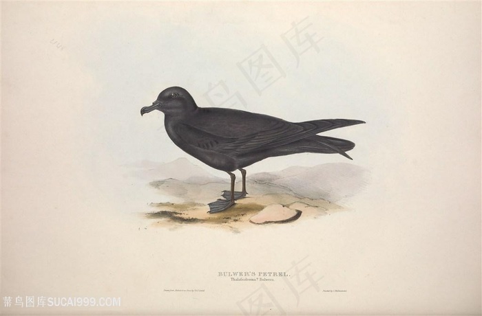 乌鸦时尚水彩鸟儿插画