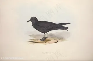 乌鸦时尚水彩鸟儿插画