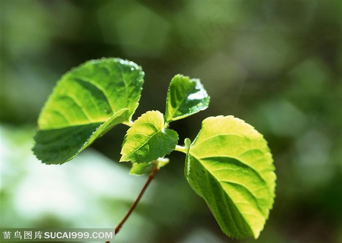 树木树叶-有个照耀的嫩芽特写