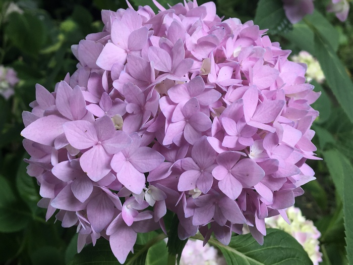 淡粉色八仙花高清图片