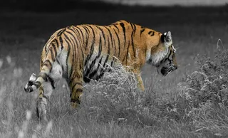 行走的大老虎图片