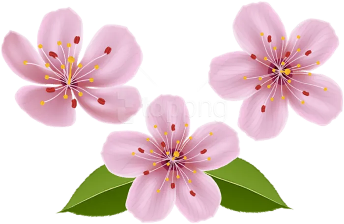 樱花卡通花朵春季素材谷雨