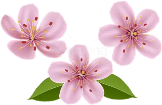 樱花卡通花朵春季素材谷雨