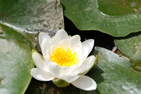 白色莲花绽放图片 白色莲花绽放图片