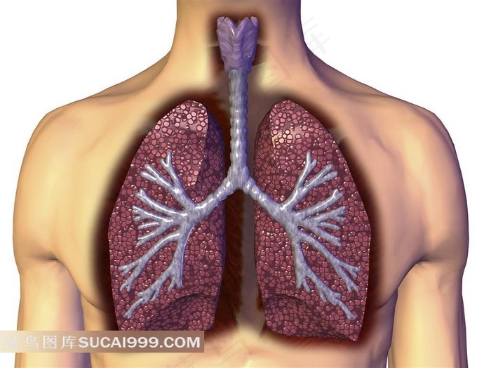 人体心房透视图素材