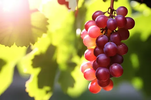 阳光下的葡萄葡萄架水果摄影图