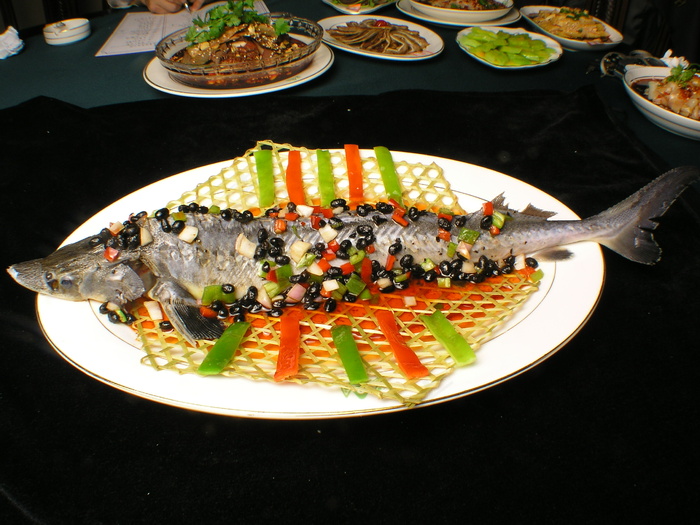 3283巴山篱笆鲟龙鱼