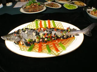 3283巴山篱笆鲟龙鱼