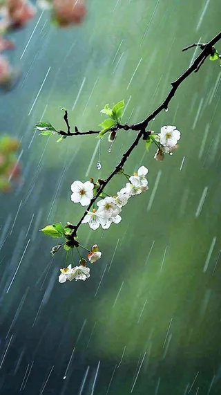 春天白色花朵枝叶在雨中，新鲜绿叶鲜花，雨水谷雨摄影图