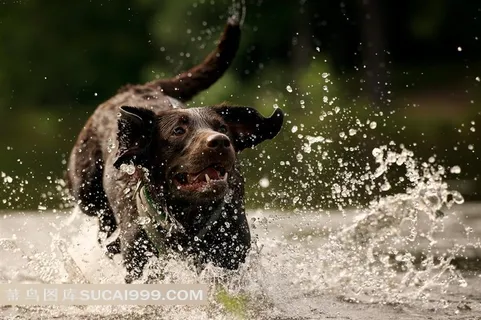水中狂奔的狗狗图片