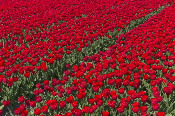 红色郁金香花田观赏图片