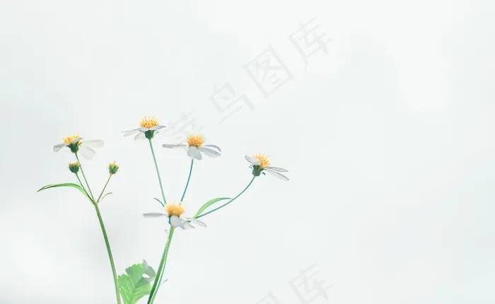 简约小清新背景图片