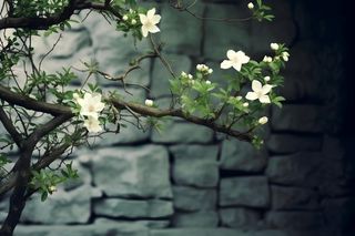 枝叶白色花朵典雅背景