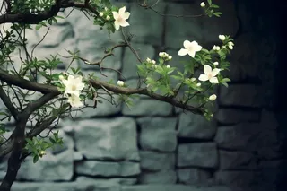 枝叶白色花朵典雅背景