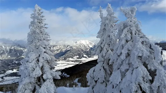 雪地里的树木 雪地里的树木