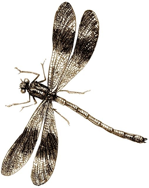 蜻蜓 PNG免抠(508x640)