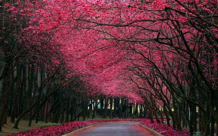 粉色调树林小路