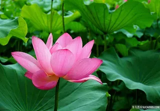 唯美荷花摄影图片