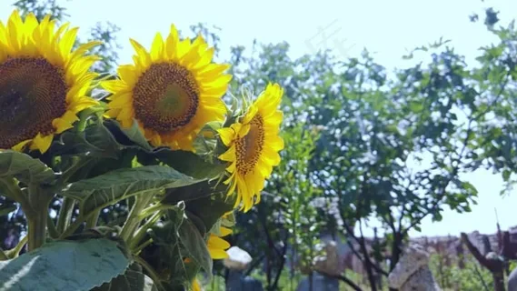 向日葵, 花园, 绿色, 和, 夏天, 黄色, 开花, 野花