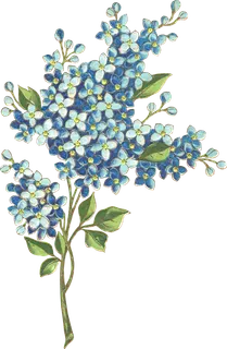 古典花卉png免扣素材