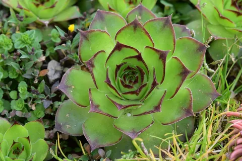翠绿多肉植物图片 翠绿多肉植物图片