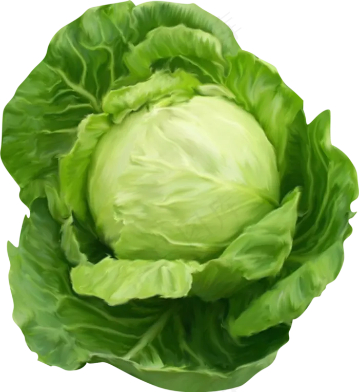 包菜新鲜包菜