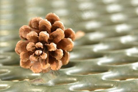 高清松塔摄影图片