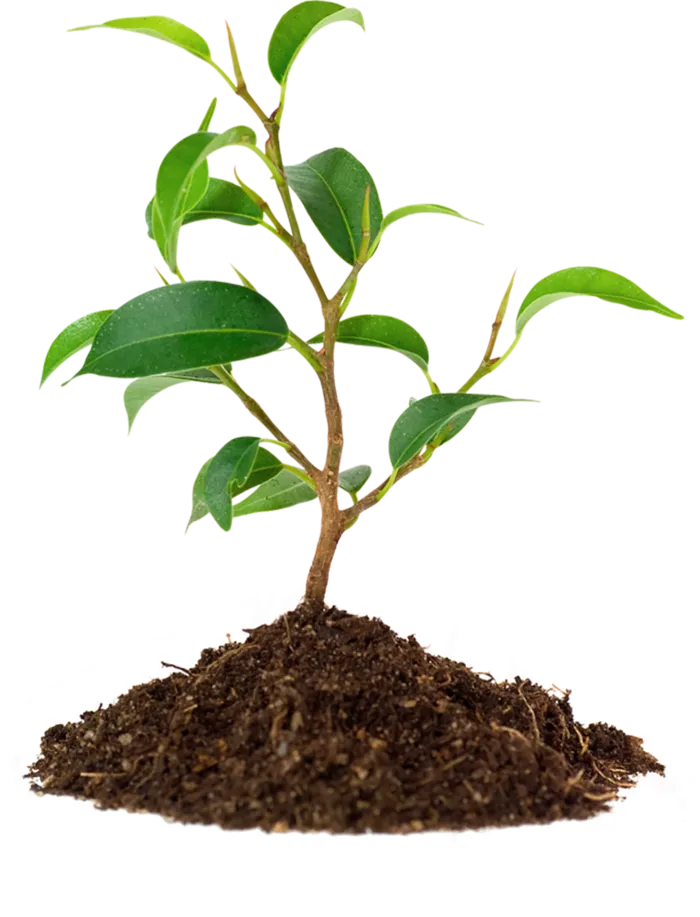 种树现代农业