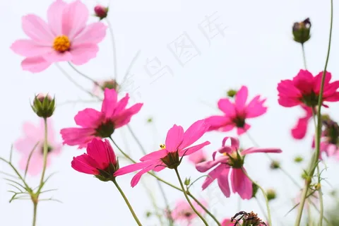 小清新唯美花朵图片 小清新唯美花朵图片