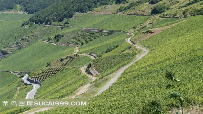 葡萄酒农田