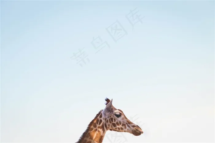 长颈鹿的头部高清图