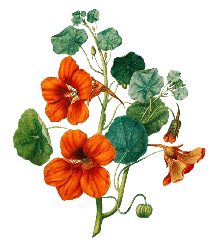 复古手绘植物花卉插画 免抠