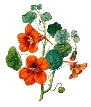 复古手绘植物花卉插画 免抠