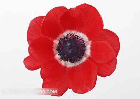 盛开的郁金香高清图