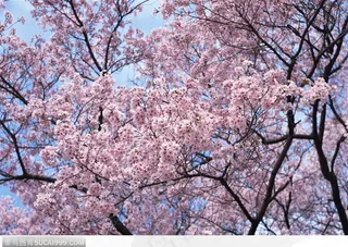四季花木-高大的粉色梨花树