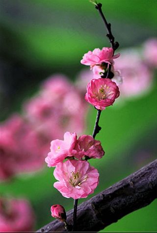 桃花树上的独枝桃花