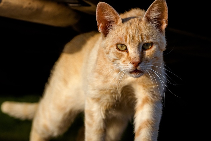 可爱猫咪猫猫摄影素材