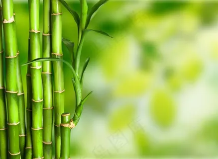 翠绿的竹子竹林景色 翠绿的竹子竹林景色