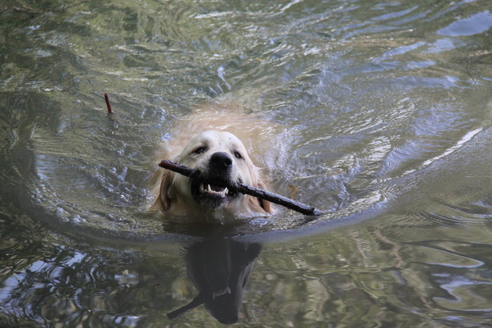 成年金毛猎犬图片